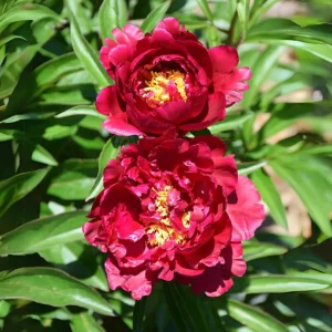 Cherry Hill Peony Seeds - Paeonia Flower Seeds - Open Pollinated - Attracts Butterflies - 10 Seed Pack - Image 19