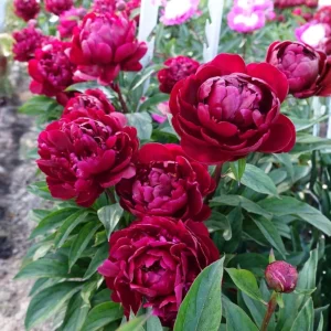 Cherry Hill Peony Seeds - Paeonia Flower Seeds - Open Pollinated - Attracts Butterflies - 10 Seed Pack - Image 20