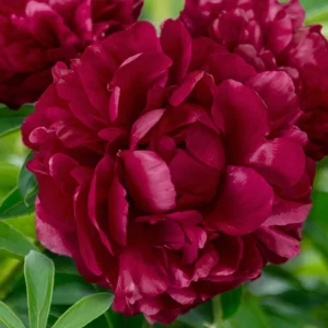 Cherry Hill Peony Seeds - Paeonia Flower Seeds - Open Pollinated - Attracts Butterflies - 10 Seed Pack - Image 3