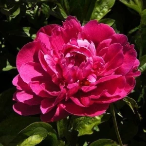 Cherry Hill Peony Seeds - Paeonia Flower Seeds - Open Pollinated - Attracts Butterflies - 10 Seed Pack - Image 5