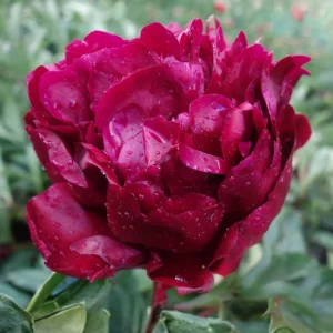 Cherry Hill Peony Seeds - Paeonia Flower Seeds - Open Pollinated - Attracts Butterflies - 10 Seed Pack - Image 8
