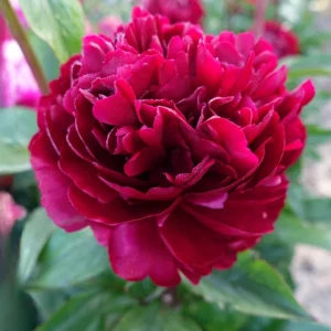 Cherry Hill Peony Seeds - Paeonia Flower Seeds - Open Pollinated - Attracts Butterflies - 10 Seed Pack - Image 9