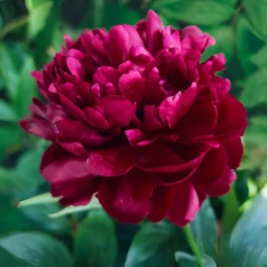 Cherry Hill Peony Seeds - Paeonia Heirloom Flower Seeds - 10 Seed Pack - Image 10