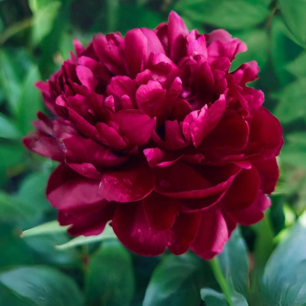 Cherry Hill Peony Seeds - Paeonia Heirloom Flower Seeds - 10 Seed Pack - Image 10
