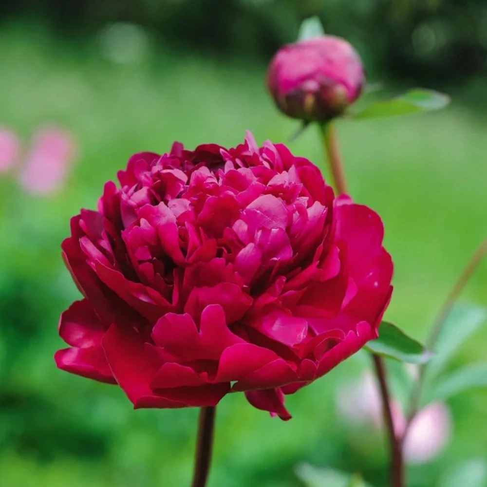 Cherry Hill Peony Seeds - Paeonia Heirloom Flower Seeds - 10 Seed Pack - Image 2