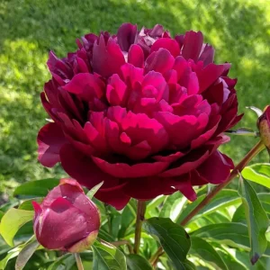Cherry Hill Peony Seeds - Paeonia Heirloom Flower Seeds - 10 Seed Pack - Image 3