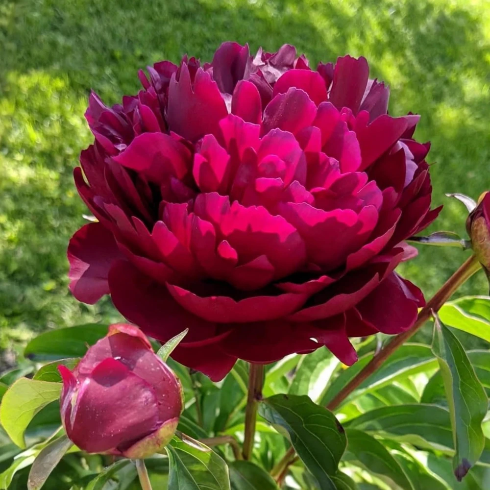 Cherry Hill Peony Seeds - Paeonia Heirloom Flower Seeds - 10 Seed Pack - Image 3