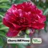 Cherry Hill Peony Seeds - Paeonia Heirloom Flower Seeds - 10 Seed Pack - Image 1