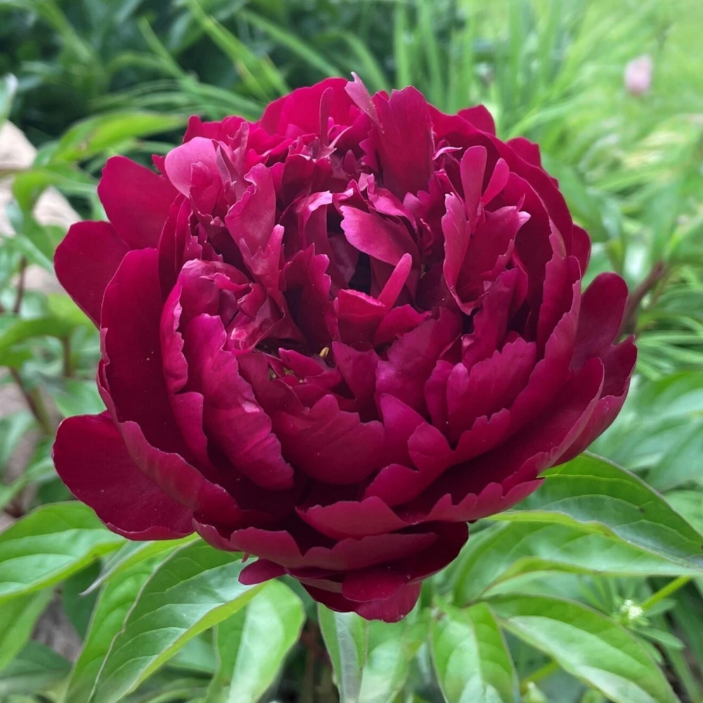 Cherry Hill Peony Seeds - Paeonia Heirloom Flower Seeds - 10 Seed Pack - Image 4