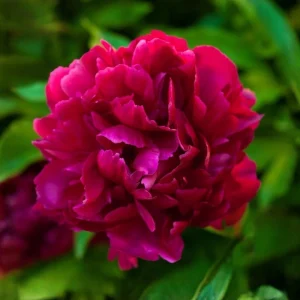 Cherry Hill Peony Seeds - Paeonia Heirloom Flower Seeds - 10 Seed Pack - Image 5