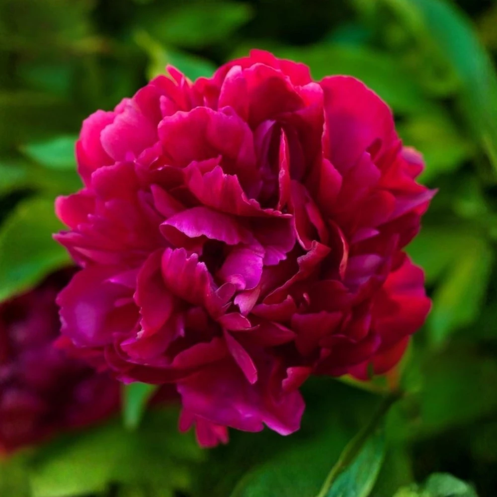 Cherry Hill Peony Seeds - Paeonia Heirloom Flower Seeds - 10 Seed Pack - Image 5