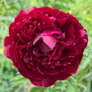Cherry Hill Peony Seeds - Paeonia Heirloom Flower Seeds - 10 Seed Pack - Image 6