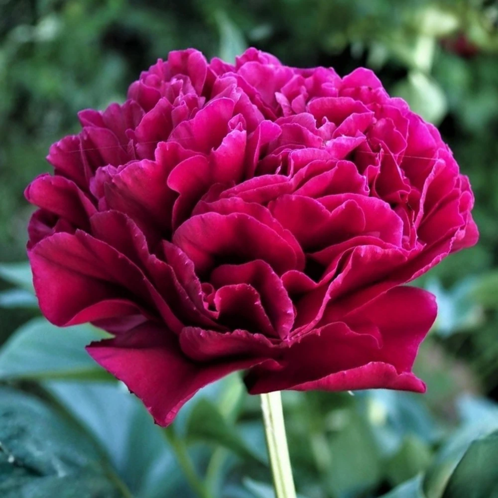 Cherry Hill Peony Seeds - Paeonia Heirloom Flower Seeds - 10 Seed Pack - Image 7