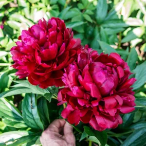 Cherry Hill Peony Seeds - Paeonia Heirloom Flower Seeds - 10 Seed Pack - Image 8