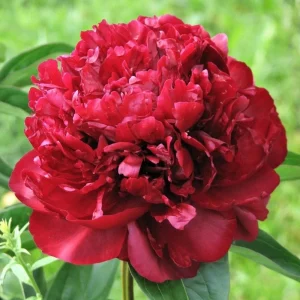 Cherry Hill Peony Seeds - Paeonia Heirloom Flower Seeds - 10 Seed Pack - Image 9