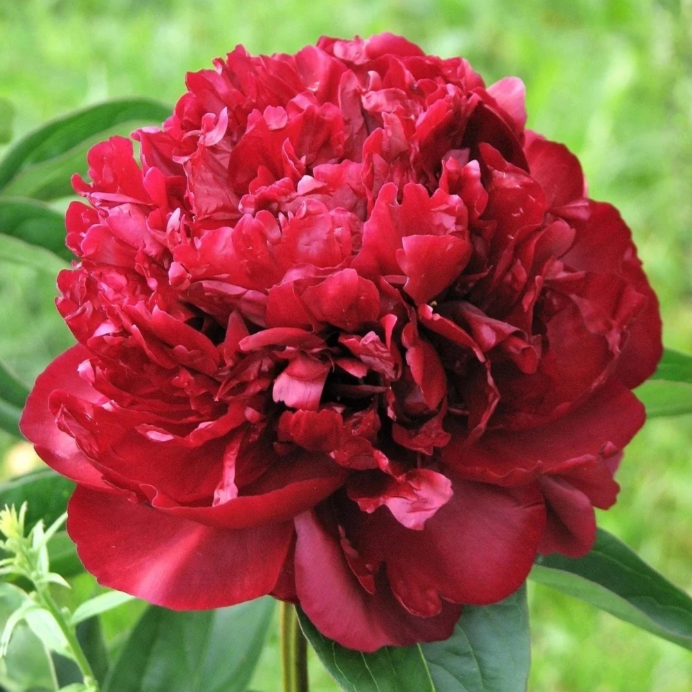 Cherry Hill Peony Seeds - Paeonia Heirloom Flower Seeds - 10 Seed Pack - Image 9