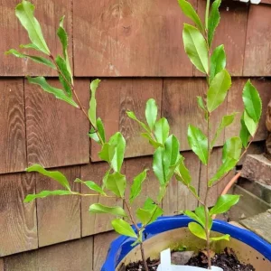 Cherry Laurel Live Plant - 2 Pack, 6-12" Tall, 2.5" Pot - Outdoor Hedging Shrub - Image 2