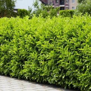 Cherry Laurel Live Plant - 2 Pack, 6-12" Tall, 2.5" Pot - Outdoor Hedging Shrub - Image 3