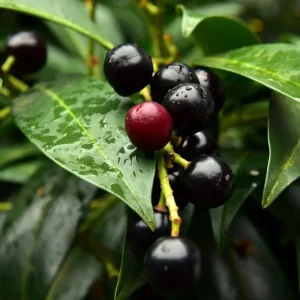 Cherry Laurel Live Plant - 2 Pack, 6-12" Tall, 2.5" Pot - Outdoor Hedging Shrub - Image 4