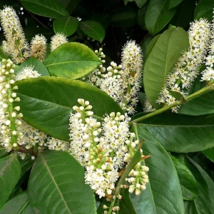 Cherry Laurel Live Plant - 2 Pack, 6-12" Tall, 2.5" Pot - Outdoor Hedging Shrub - Image 5