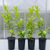 Cherry Laurel Live Plant - 2 Pack, 6-12" Tall, 2.5" Pot - Outdoor Hedging Shrub - Image 1