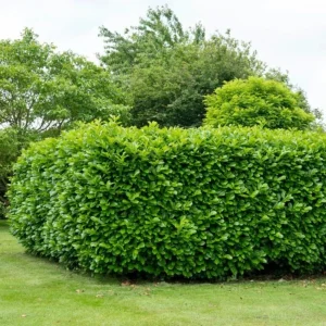 Cherry Laurel Live Plant - 2 Pack, 6-12" Tall, 2.5" Pot - Outdoor Hedging Shrub - Image 6