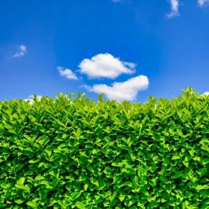 Cherry Laurel Live Plant - 2 Pack, 6-12" Tall, 2.5" Pot - Outdoor Hedging Shrub - Image 7
