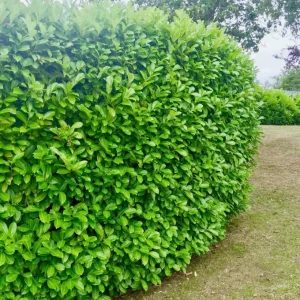 Cherry Laurel Live Plant - 2 Pack, 6-12" Tall, 2.5" Pot - Outdoor Hedging Shrub - Image 8