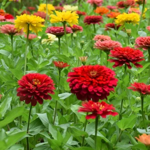 Cherry Queen Zinnia elegans Seeds - Open-Pollinated, Fast Growing, Drought Resistant - 30 Seeds - Image 10
