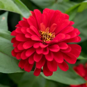 Cherry Queen Zinnia elegans Seeds - Open-Pollinated, Fast Growing, Drought Resistant - 30 Seeds - Image 11