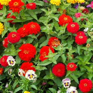 Cherry Queen Zinnia elegans Seeds - Open-Pollinated, Fast Growing, Drought Resistant - 30 Seeds - Image 12