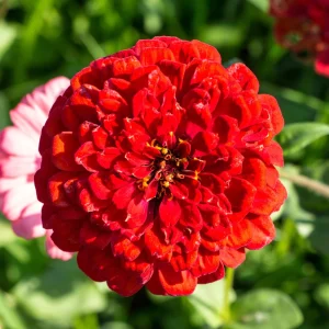 Cherry Queen Zinnia elegans Seeds - Open-Pollinated, Fast Growing, Drought Resistant - 30 Seeds - Image 13