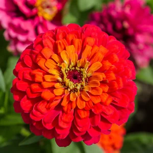 Cherry Queen Zinnia elegans Seeds - Open-Pollinated, Fast Growing, Drought Resistant - 30 Seeds - Image 14