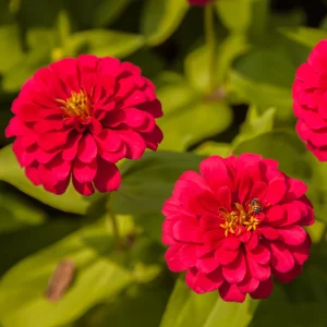 Cherry Queen Zinnia elegans Seeds - Open-Pollinated, Fast Growing, Drought Resistant - 30 Seeds - Image 15