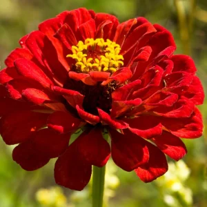 Cherry Queen Zinnia elegans Seeds - Open-Pollinated, Fast Growing, Drought Resistant - 30 Seeds - Image 16