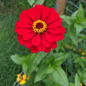 Cherry Queen Zinnia elegans Seeds - Open-Pollinated, Fast Growing, Drought Resistant - 30 Seeds - Image 17