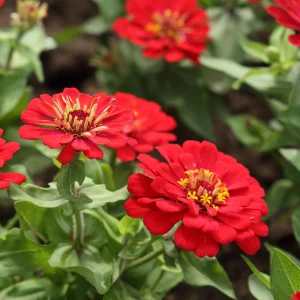 Cherry Queen Zinnia elegans Seeds - Open-Pollinated, Fast Growing, Drought Resistant - 30 Seeds - Image 18