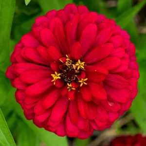 Cherry Queen Zinnia elegans Seeds - Open-Pollinated, Fast Growing, Drought Resistant - 30 Seeds - Image 19
