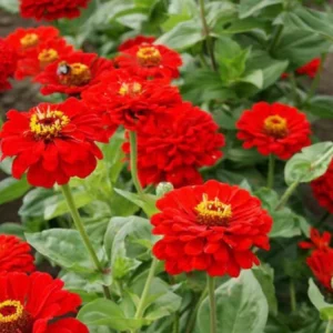Cherry Queen Zinnia elegans Seeds - Open-Pollinated, Fast Growing, Drought Resistant - 30 Seeds - Image 2