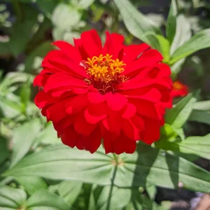 Cherry Queen Zinnia elegans Seeds - Open-Pollinated, Fast Growing, Drought Resistant - 30 Seeds - Image 20