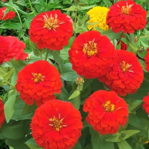 Cherry Queen Zinnia elegans Seeds - Open-Pollinated, Fast Growing, Drought Resistant - 30 Seeds - Image 3