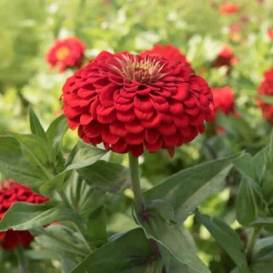 Cherry Queen Zinnia elegans Seeds - Open-Pollinated, Fast Growing, Drought Resistant - 30 Seeds - Image 4