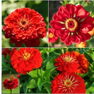 Cherry Queen Zinnia elegans Seeds - Open-Pollinated, Fast Growing, Drought Resistant - 30 Seeds - Image 5