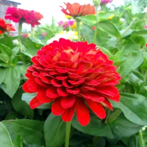 Cherry Queen Zinnia elegans Seeds - Open-Pollinated, Fast Growing, Drought Resistant - 30 Seeds - Image 6