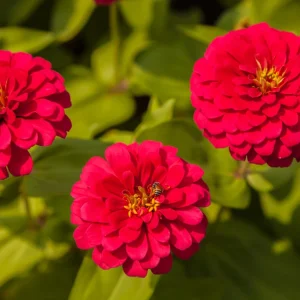 Cherry Queen Zinnia elegans Seeds - Open-Pollinated, Fast Growing, Drought Resistant - 30 Seeds - Image 7