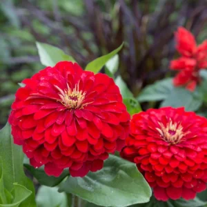 Cherry Queen Zinnia elegans Seeds - Open-Pollinated, Fast Growing, Drought Resistant - 30 Seeds - Image 8