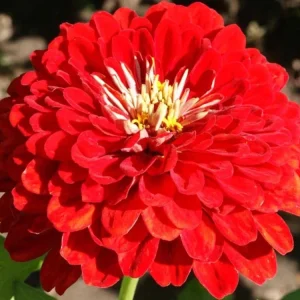 Cherry Queen Zinnia elegans Seeds - Open-Pollinated, Fast Growing, Drought Resistant - 30 Seeds - Image 9