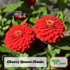 Cherry Queen Zinnia elegans Seeds - Open-Pollinated, Fast Growing, Drought Resistant - 30 Seeds - Image 1