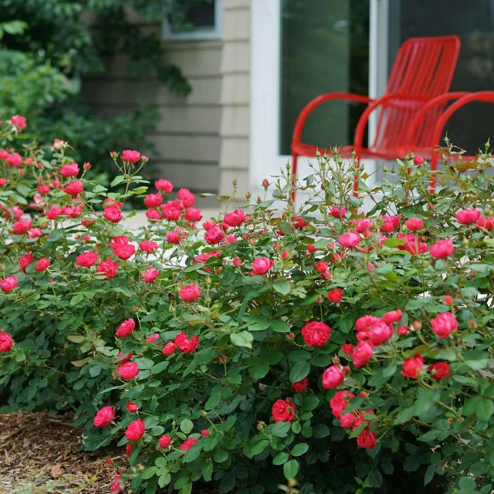 Cherry Red Double Knock Out Rose Seeds - 30 Seeds - Perennial Garden - Image 10
