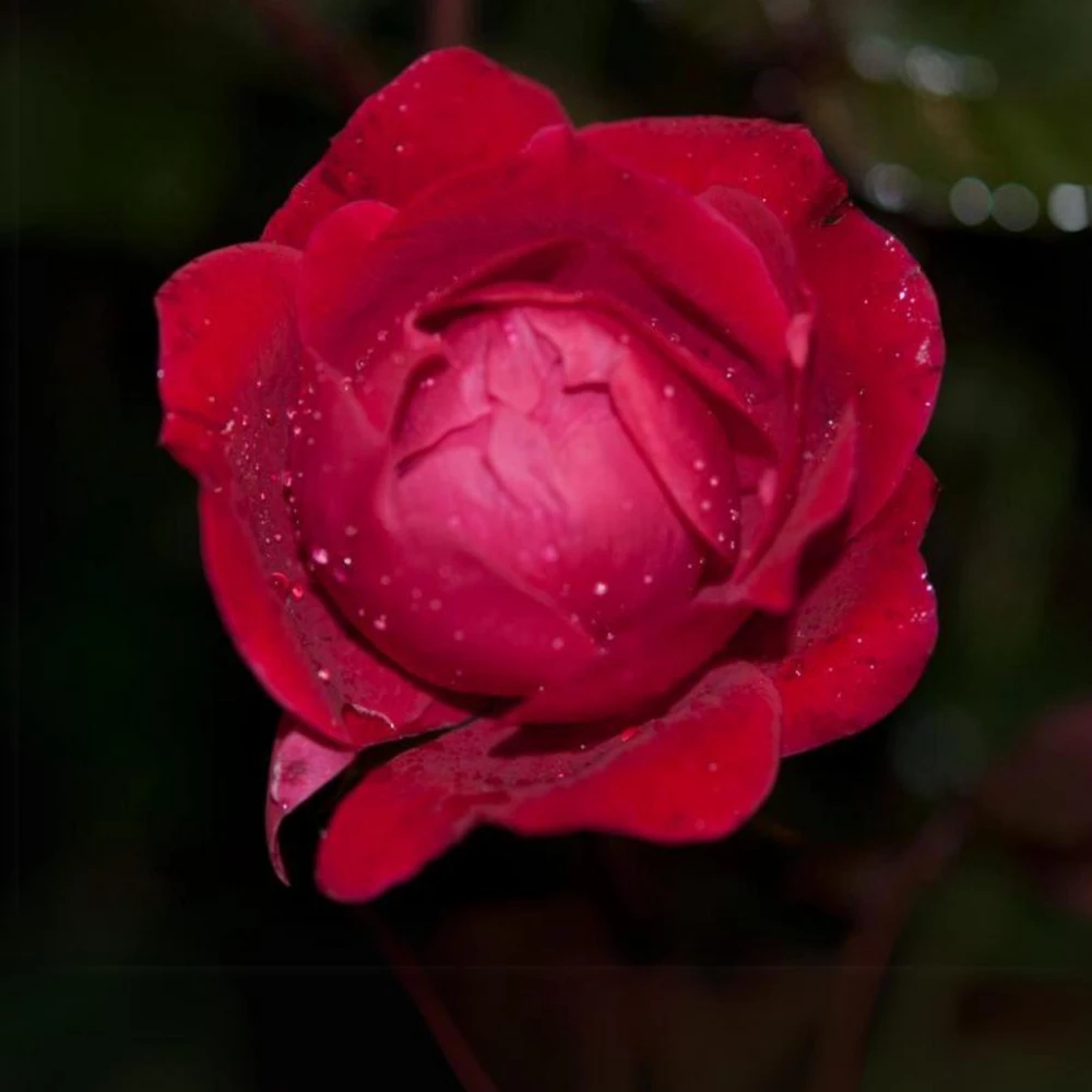Cherry Red Double Knock Out Rose Seeds - 30 Seeds - Perennial Garden - Image 2